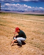 Fall Soil Sampling in Wheat