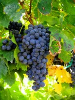 Merlot Grapes